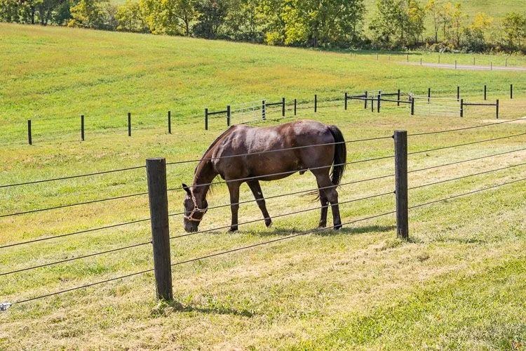 Coated wire horse fence